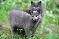 katzenrassen