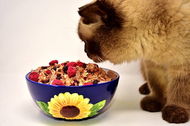 Ernährung Katzen